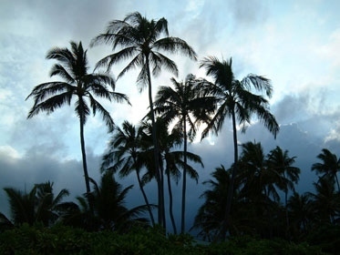 Evening Palms #10408